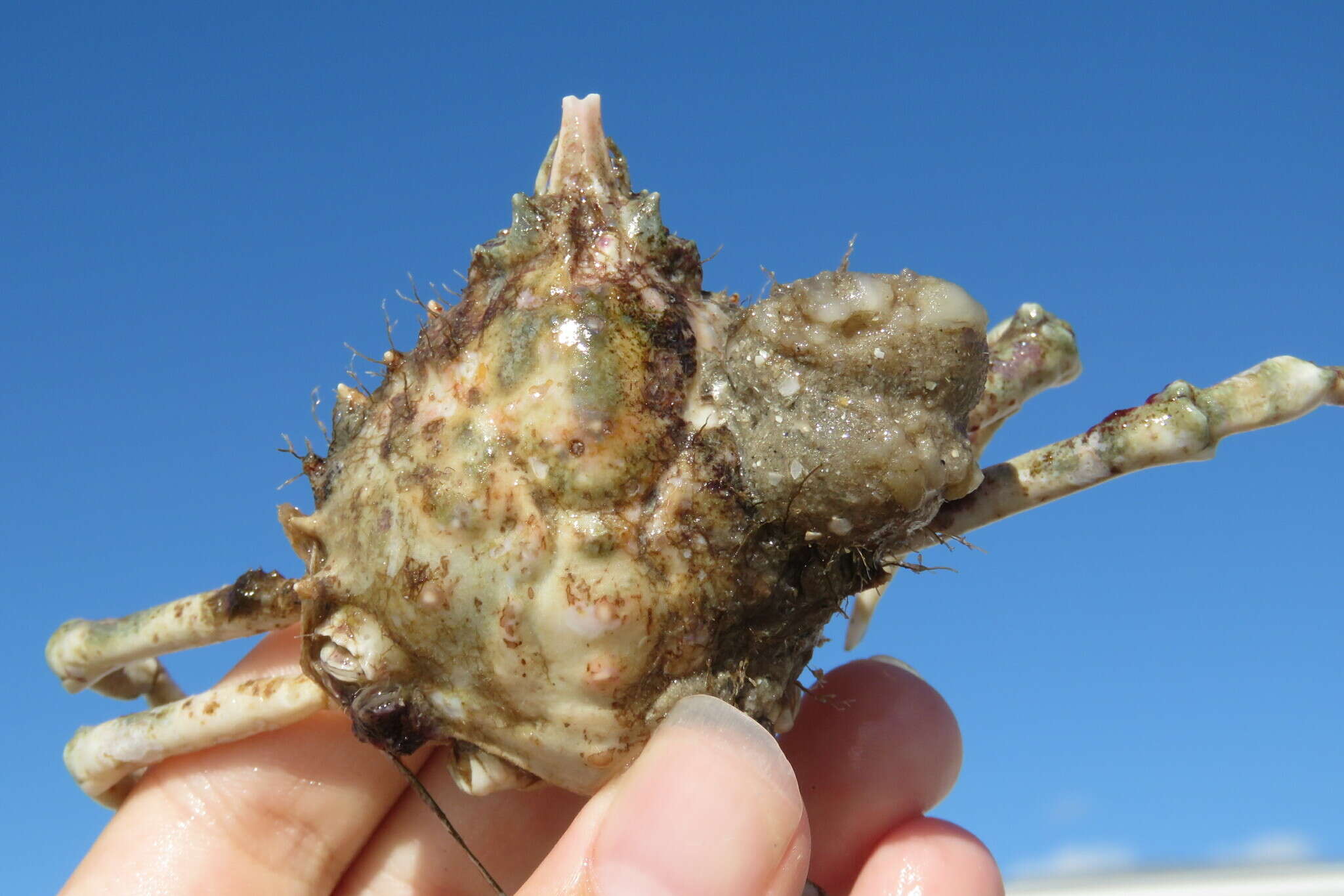 Image of doubtful spider crab