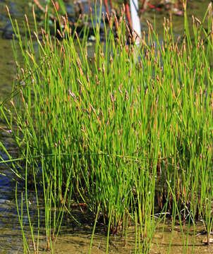 Image of Common Spike-rush