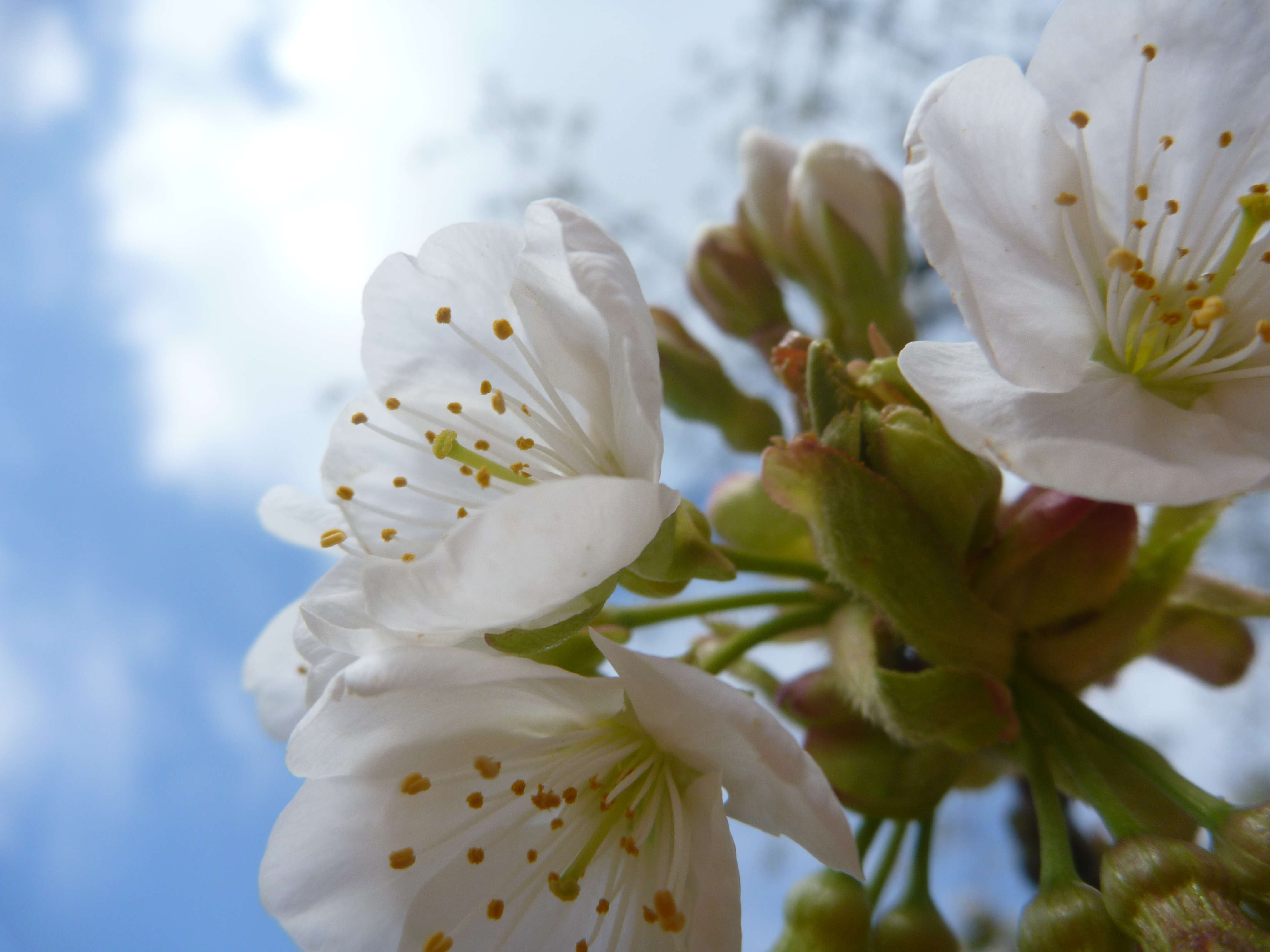 Image of gean, wild cherry