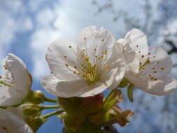 Image of gean, wild cherry