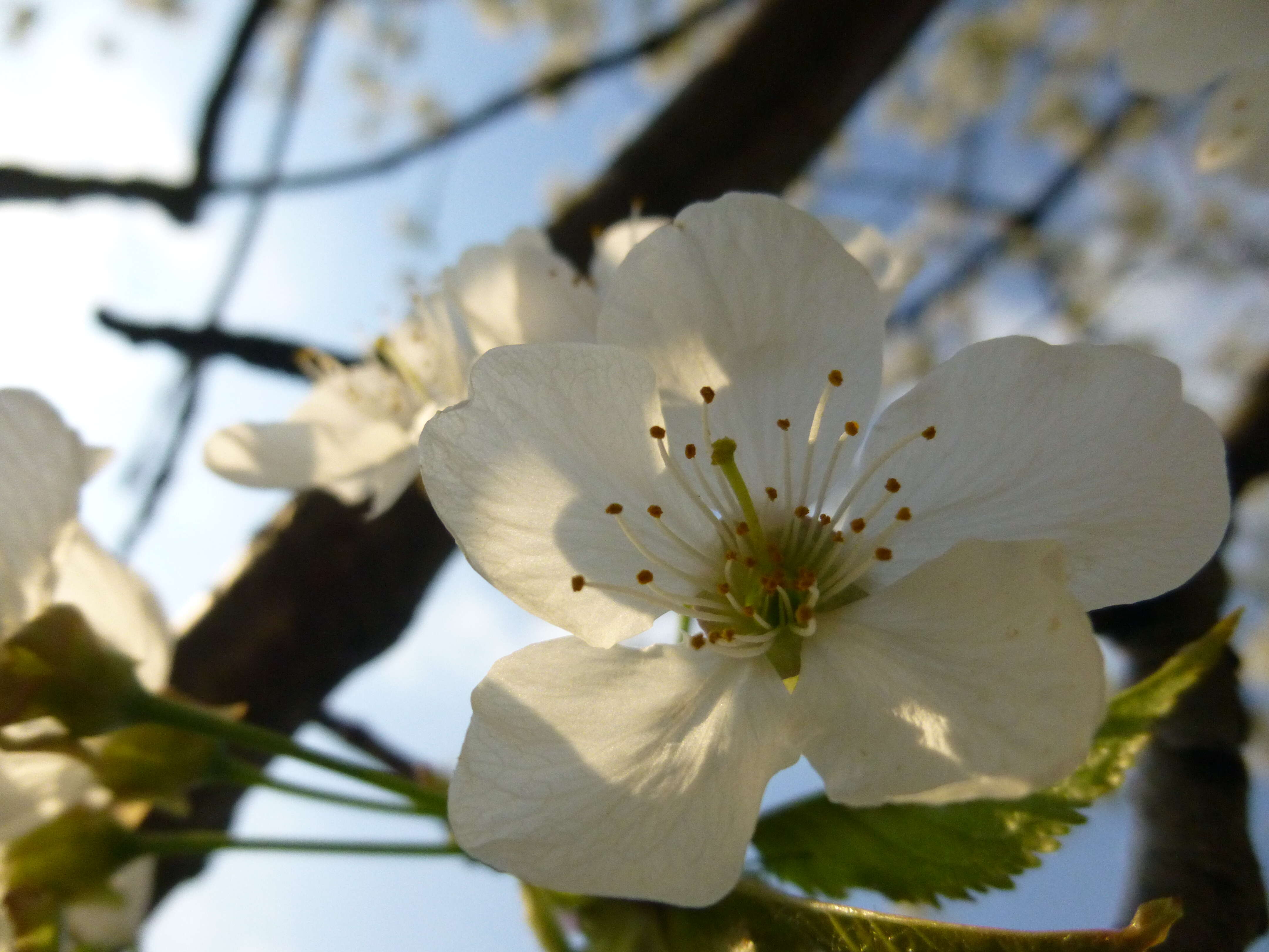 Image of gean, wild cherry