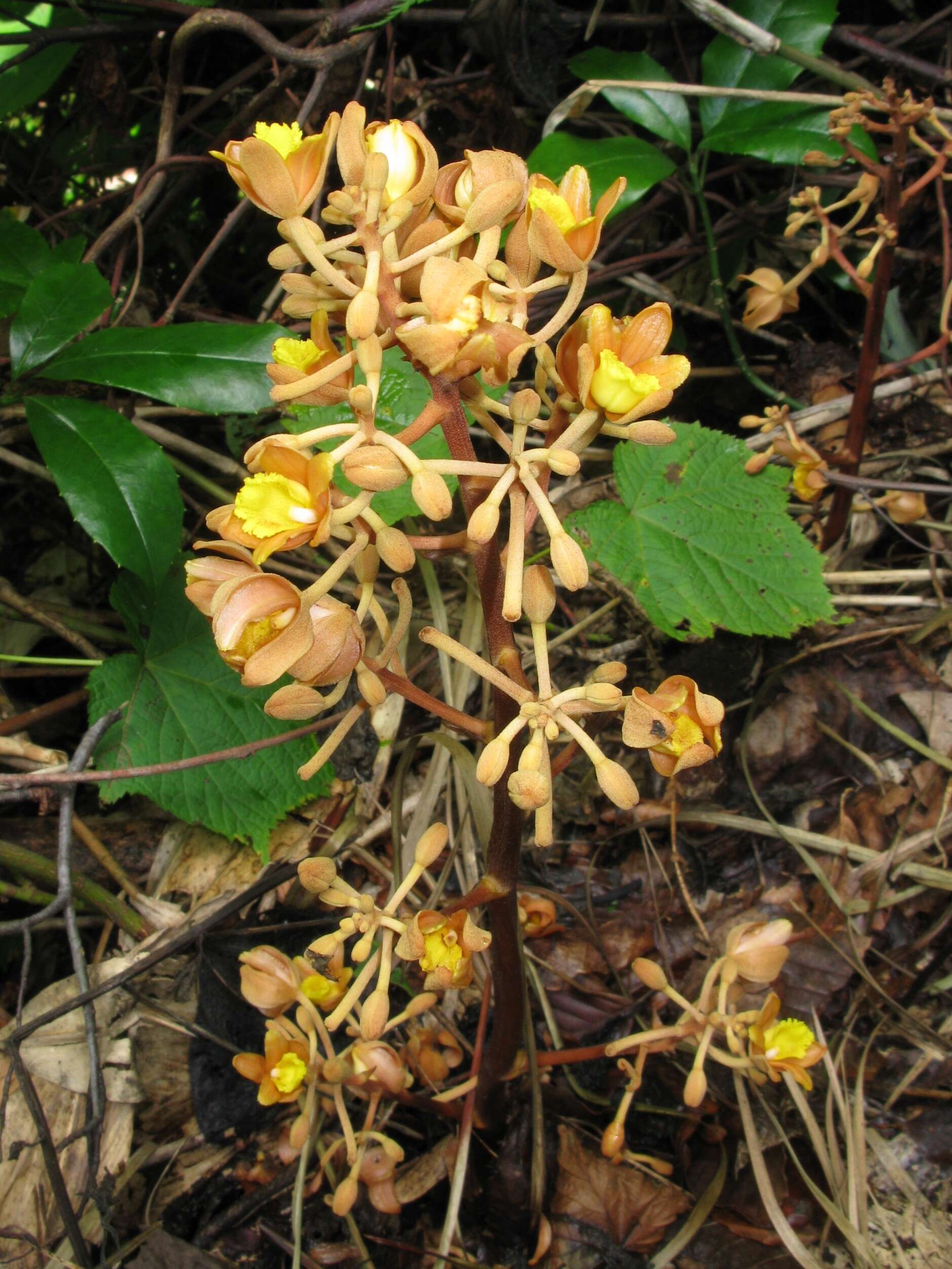 Image of Cyrtosia septentrionalis (Rchb. fil.) Garay