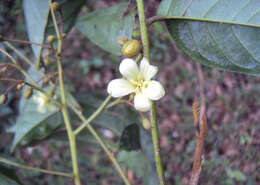 Image of tulip-wood tree