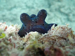 Image of Maldives sponge snail