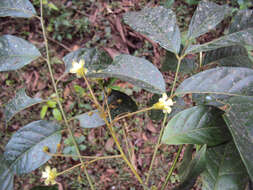 Image of tulip-wood tree