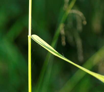 Image of Glyceria alnasteretum Kom.