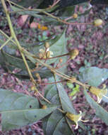 Image of tulip-wood tree