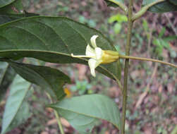 Image of tulip-wood tree