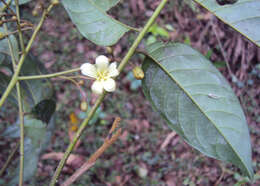 Image of tulip-wood tree