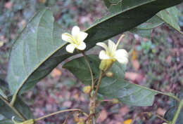 Image of tulip-wood tree