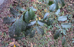 Image of tulip-wood tree