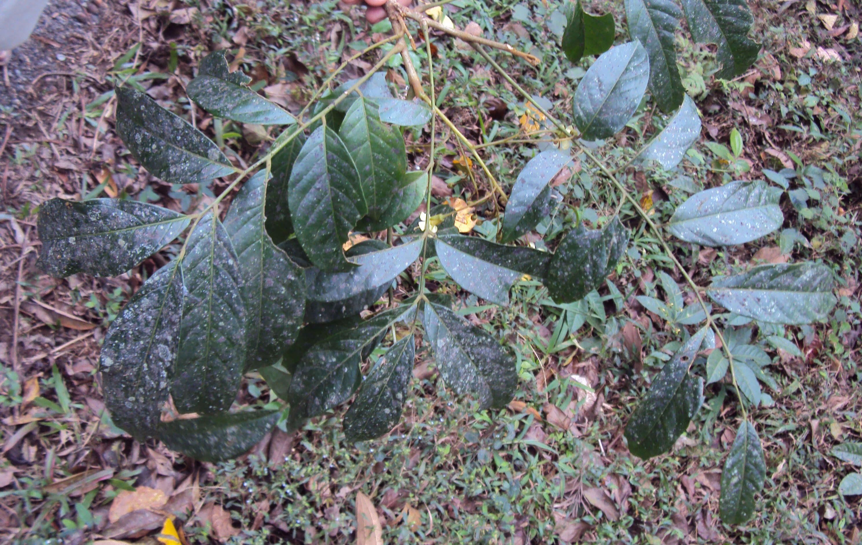 Image of tulip-wood tree