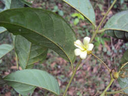 Image of tulip-wood tree