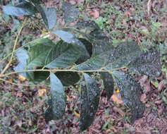 Image of tulip-wood tree