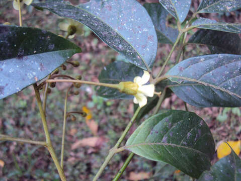 Image of tulip-wood tree