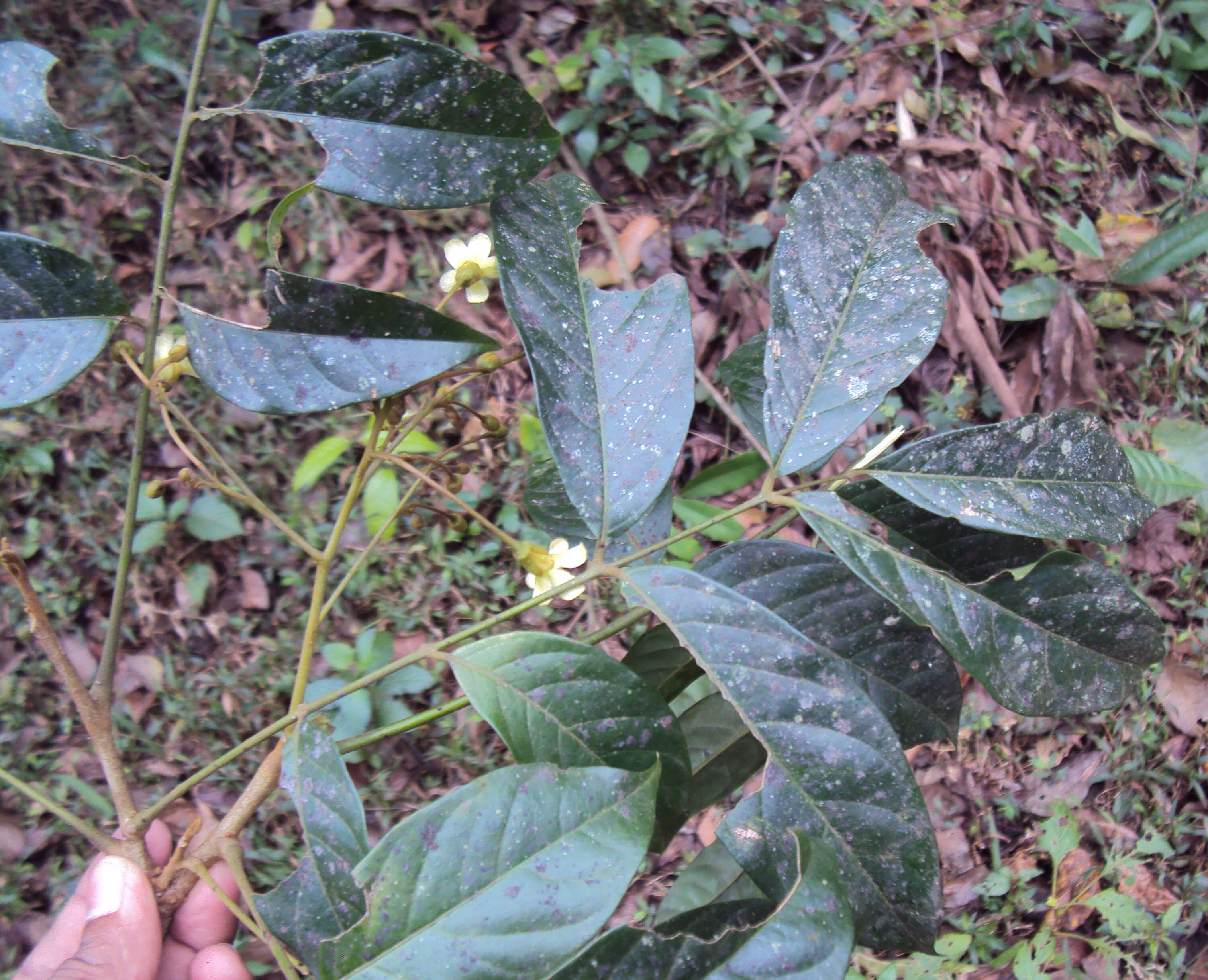 Image of tulip-wood tree