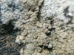 Image of wart lichen