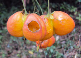 Image of tulip-wood tree