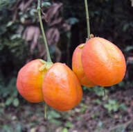 Image of tulip-wood tree