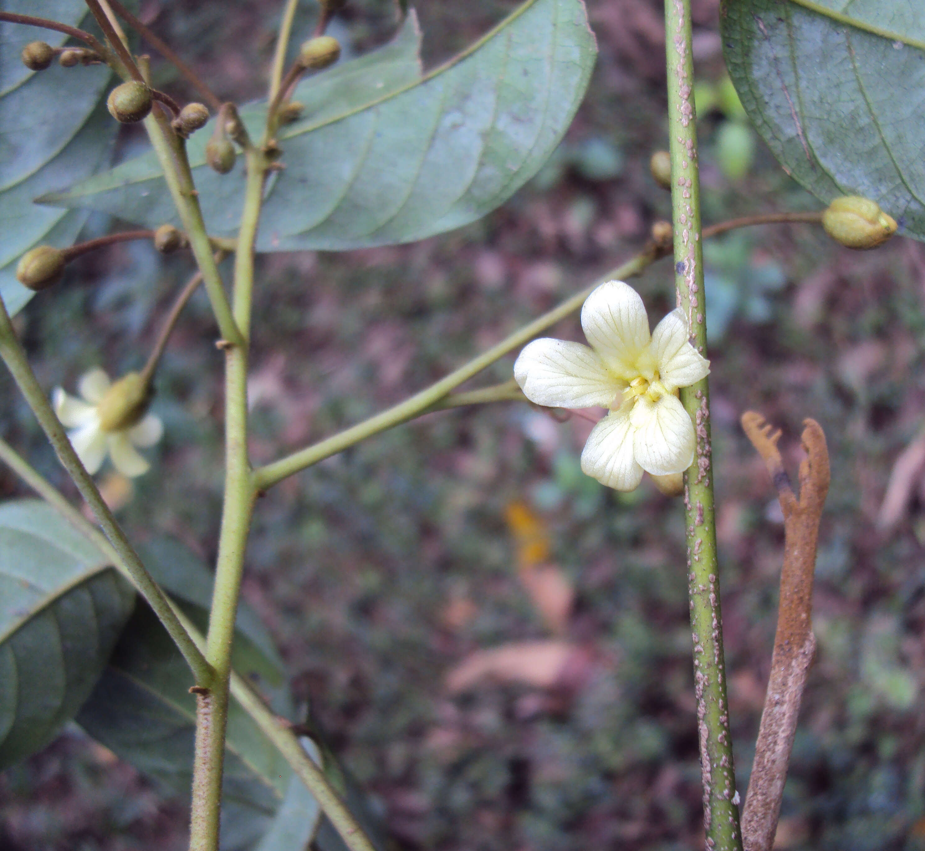 Image of tulip-wood tree