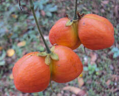 Image of tulip-wood tree