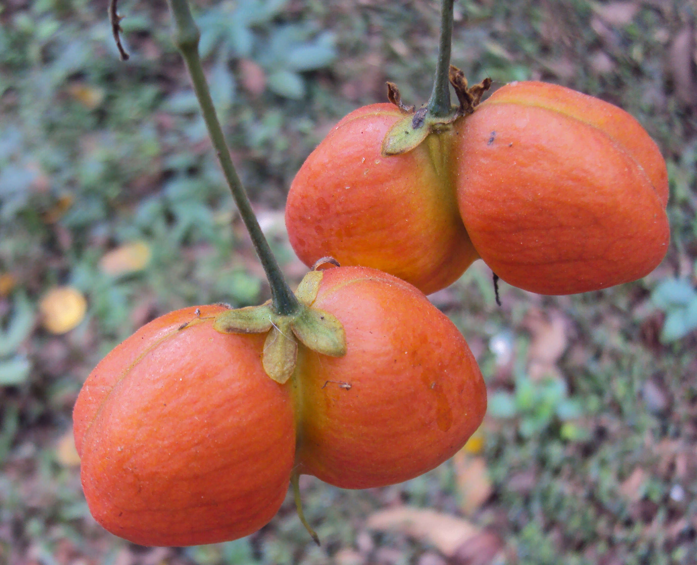 Image of tulip-wood tree