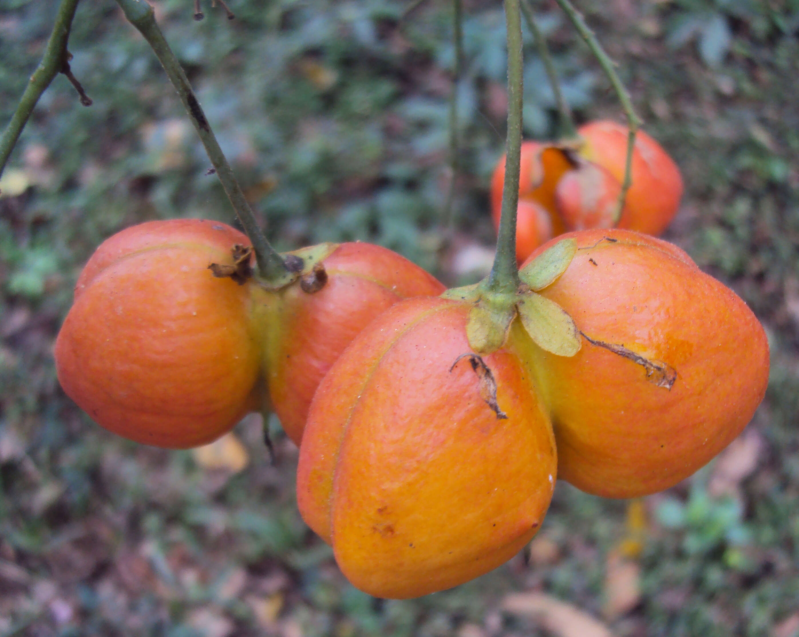 Image of tulip-wood tree