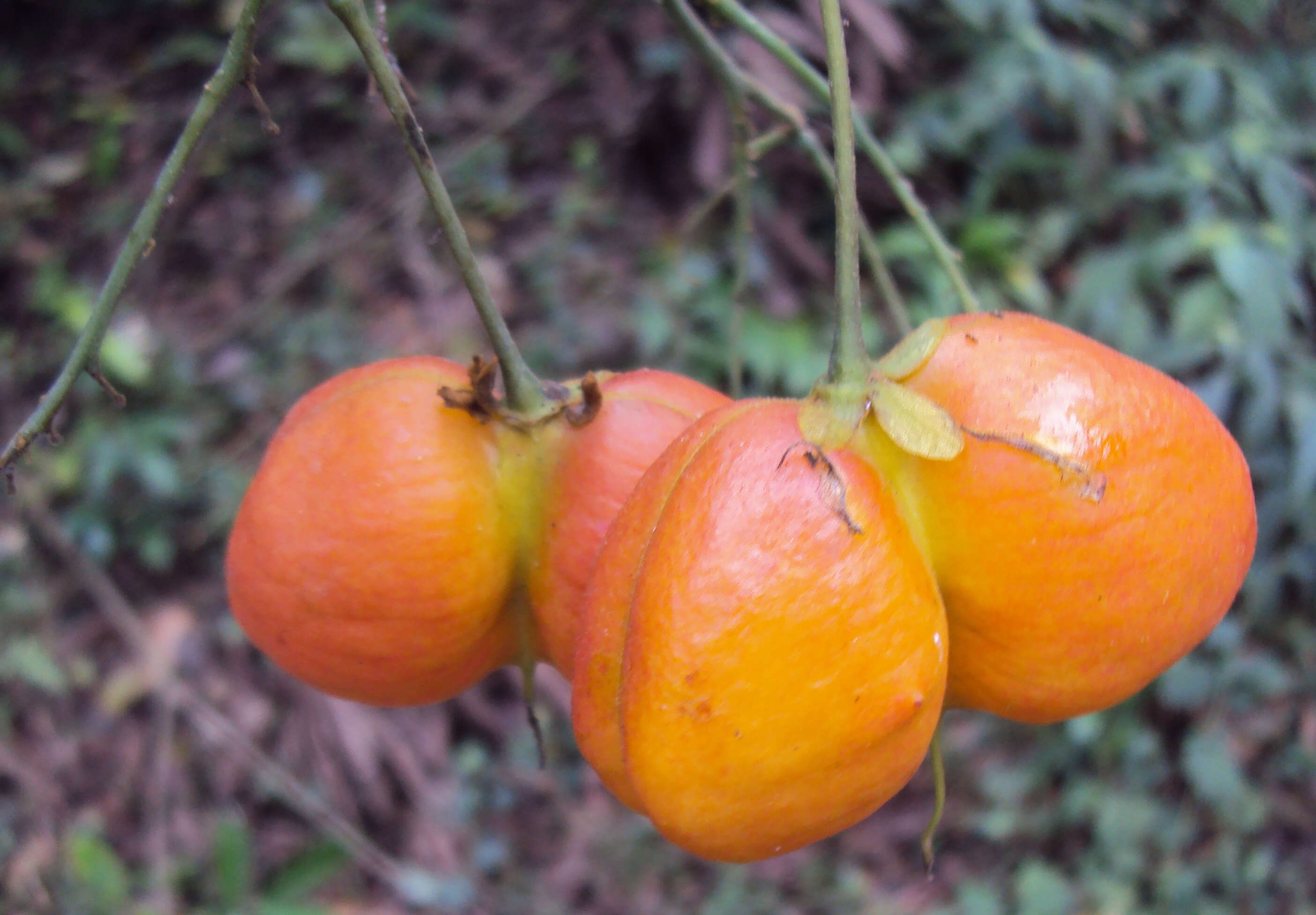 Image of tulip-wood tree