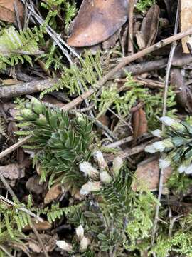 Imagem de Baccharis tricuneata (L. fil.) Pers.