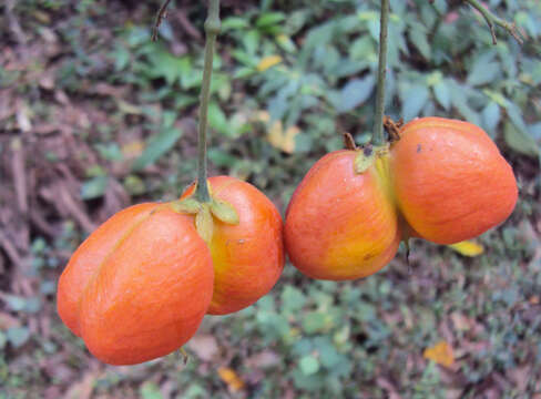 Image of tulip-wood tree