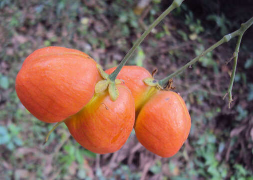 Image of tulip-wood tree