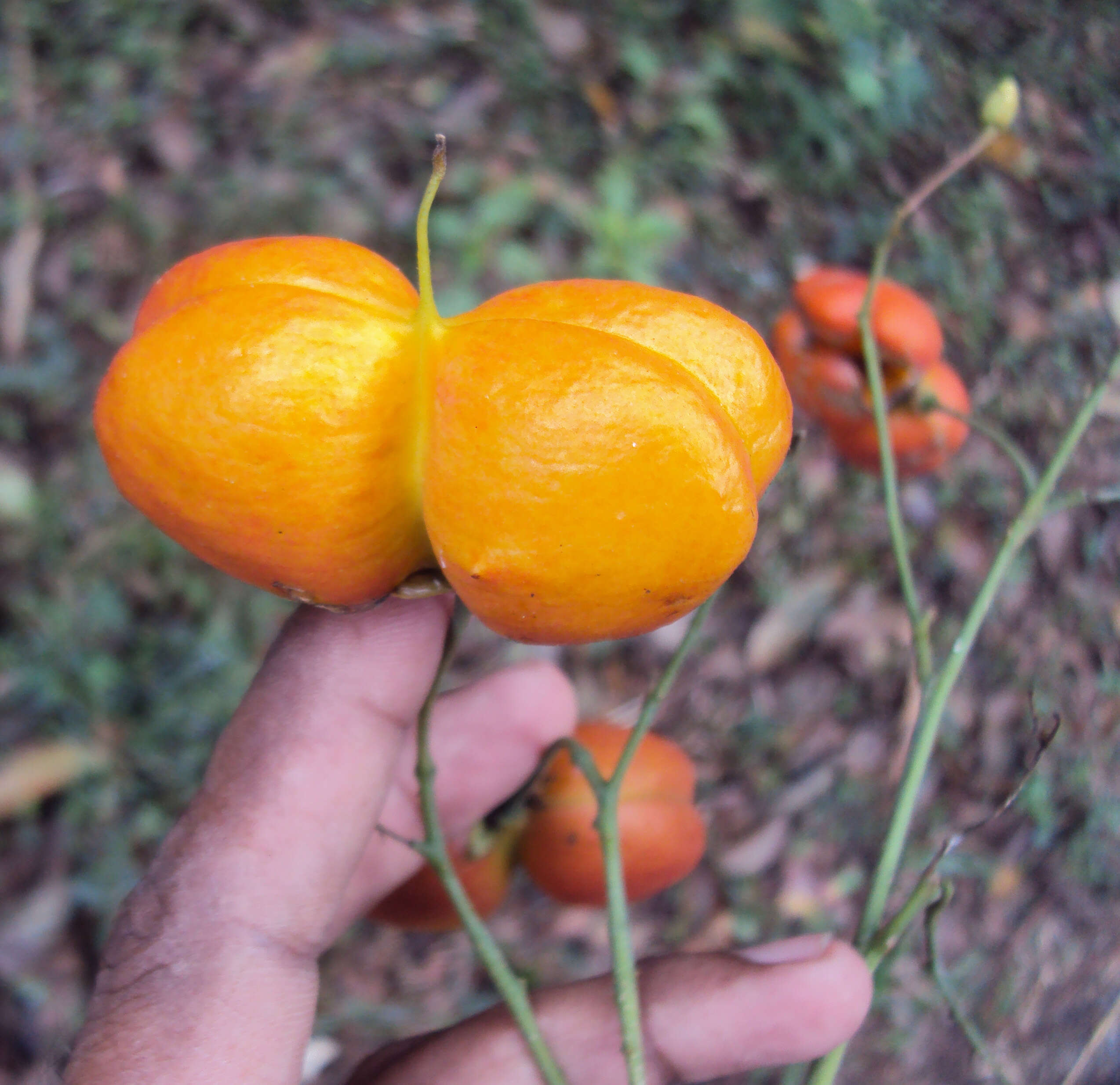 Image of tulip-wood tree