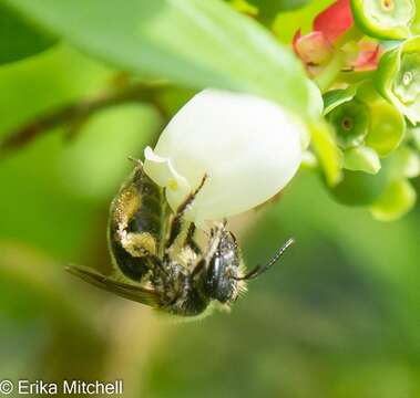 Image of Andrena carolina Viereck 1909