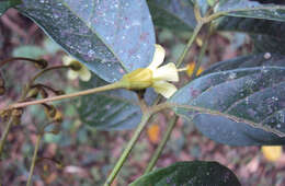 Image of tulip-wood tree