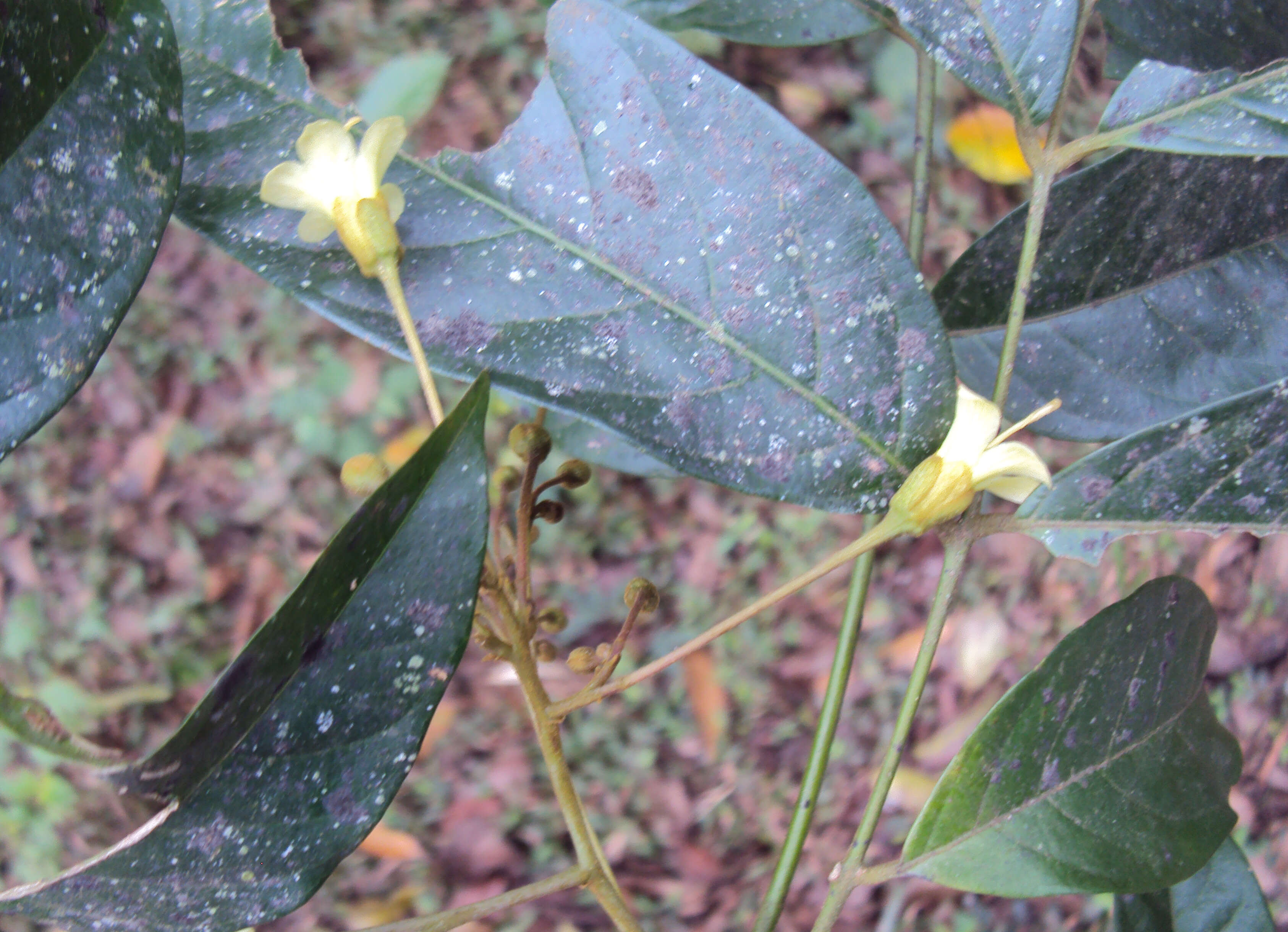 Image of tulip-wood tree