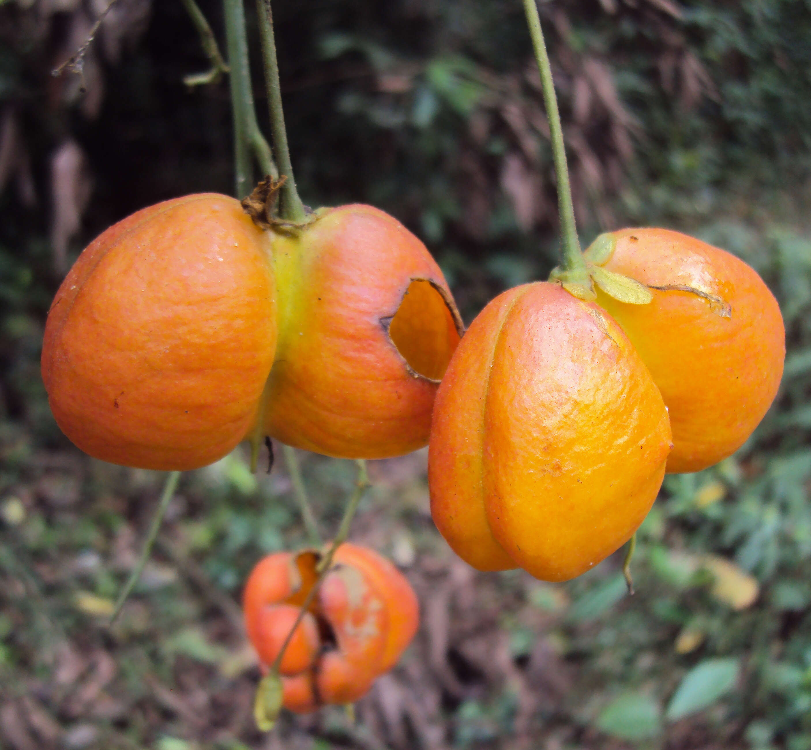 Image of tulip-wood tree