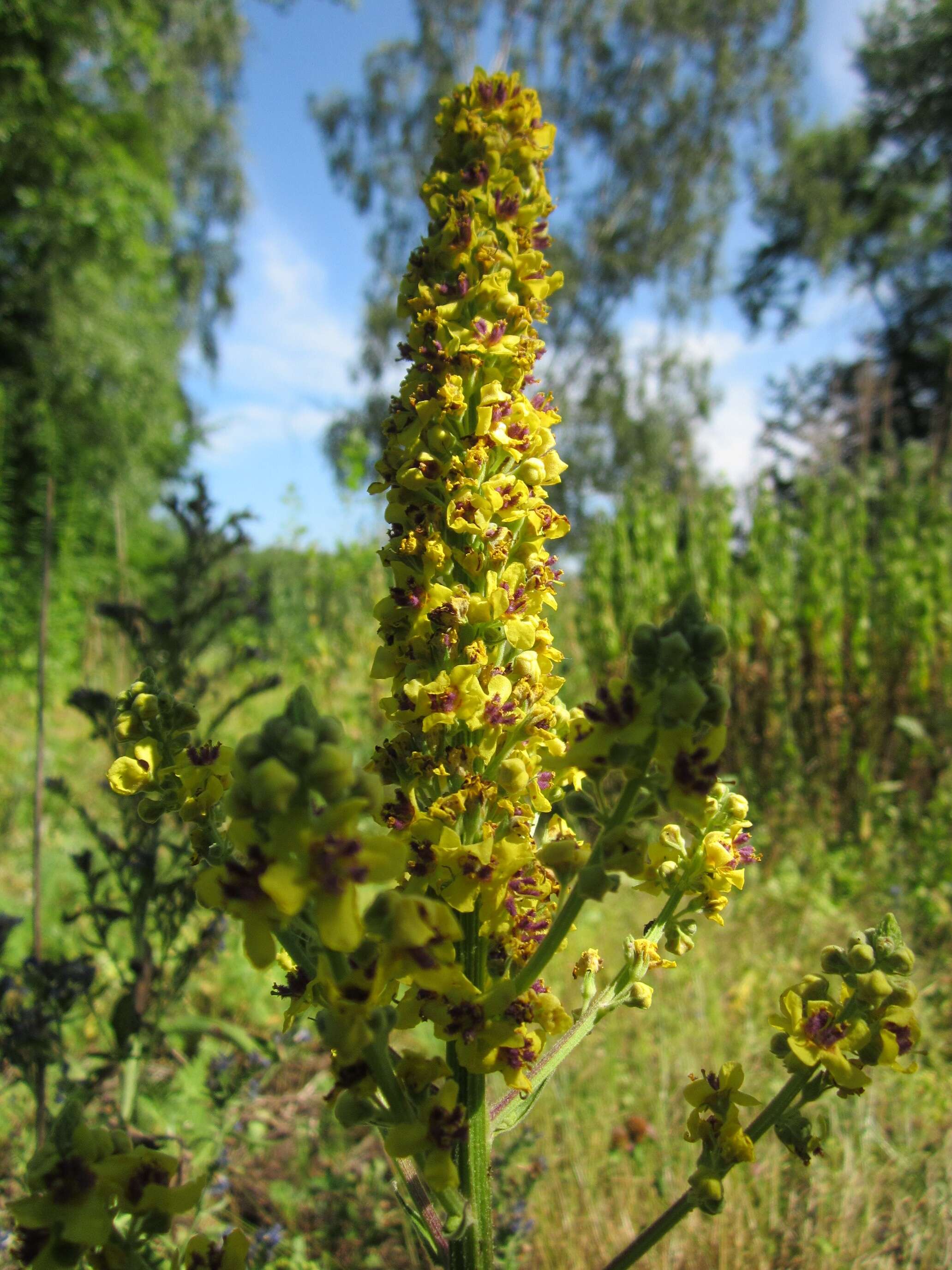 Image of Dark Mullein