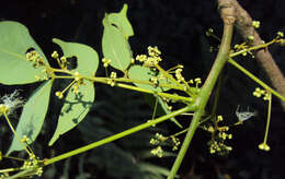 Image of Archidendron bigeminum (L.) I. C. Nielsen