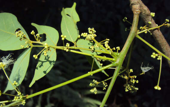 صورة Archidendron bigeminum (L.) I. C. Nielsen