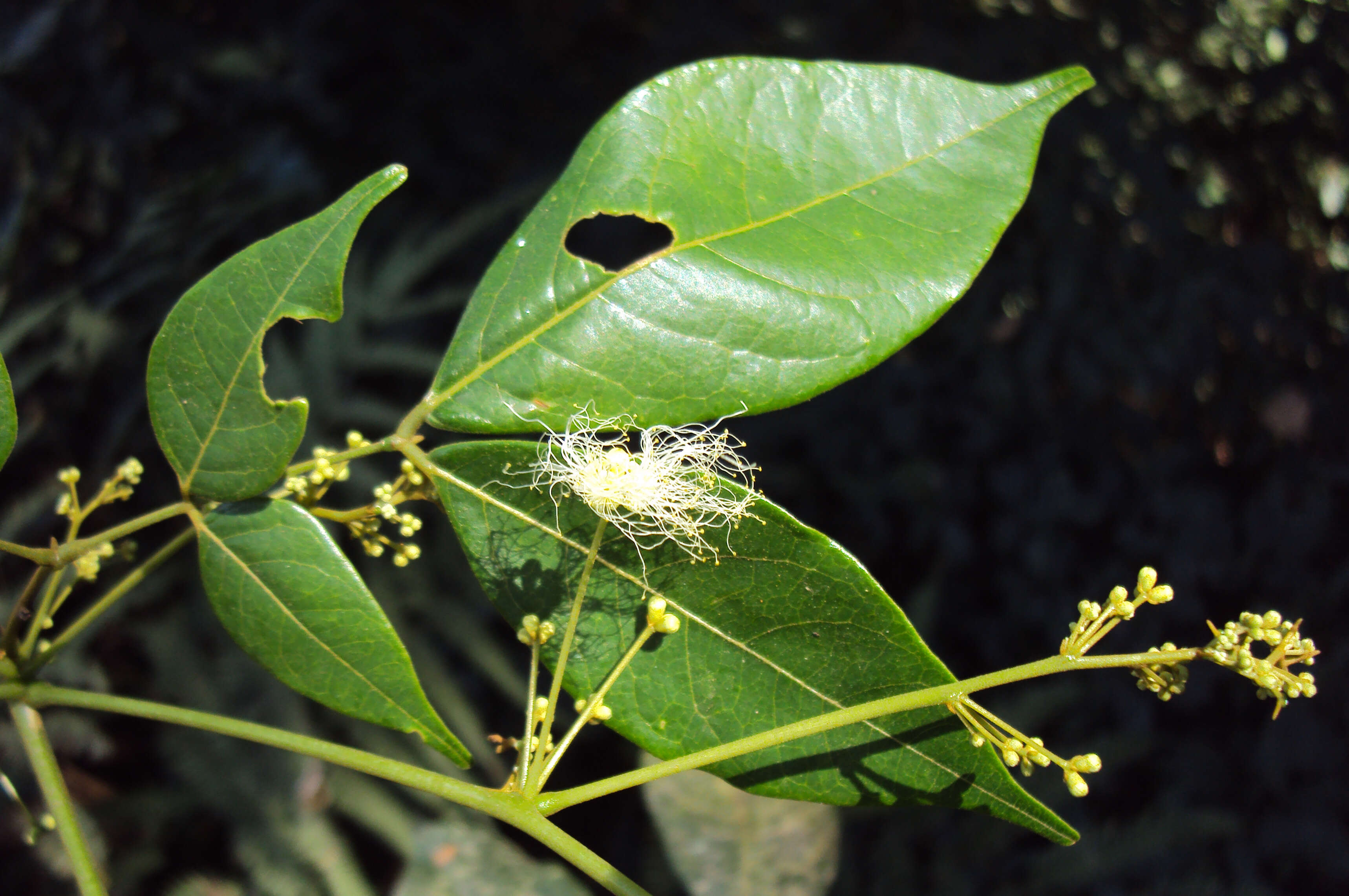 صورة Archidendron bigeminum (L.) I. C. Nielsen