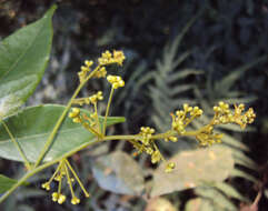 Image of Archidendron bigeminum (L.) I. C. Nielsen