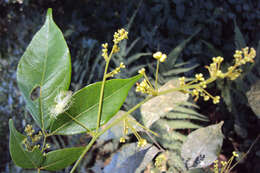 صورة Archidendron bigeminum (L.) I. C. Nielsen