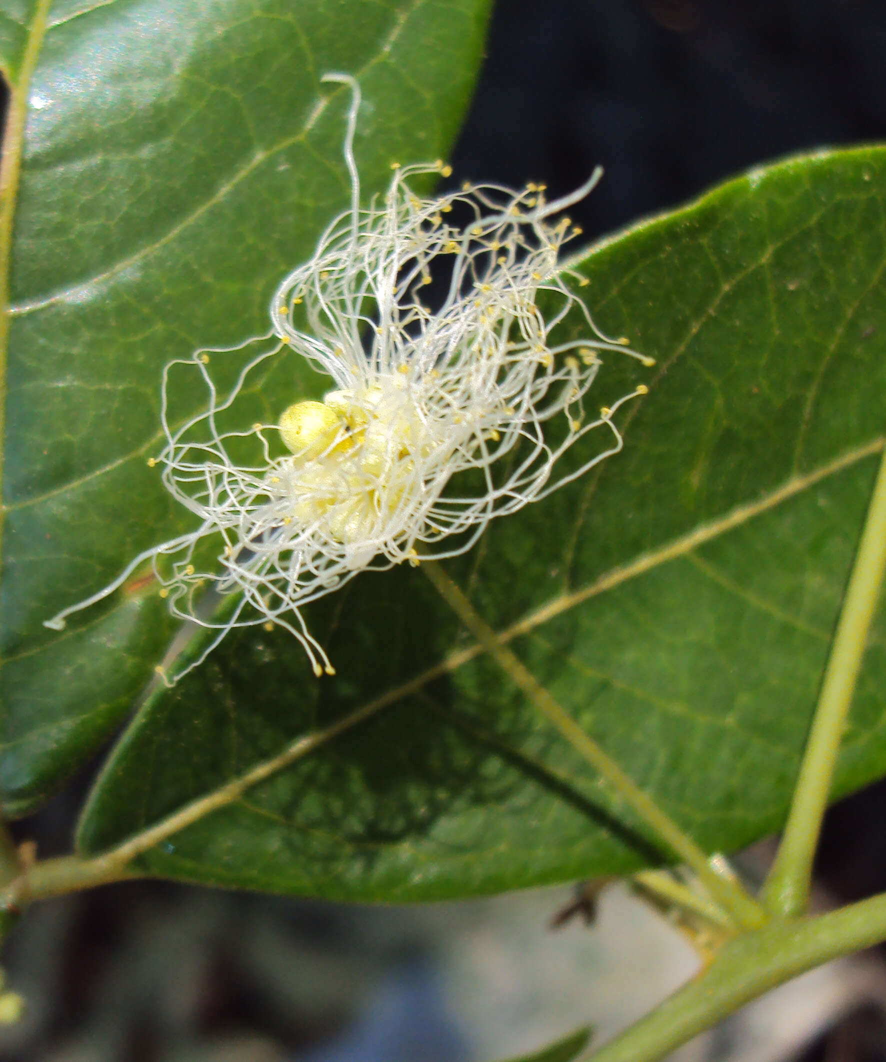 Image of Archidendron bigeminum (L.) I. C. Nielsen