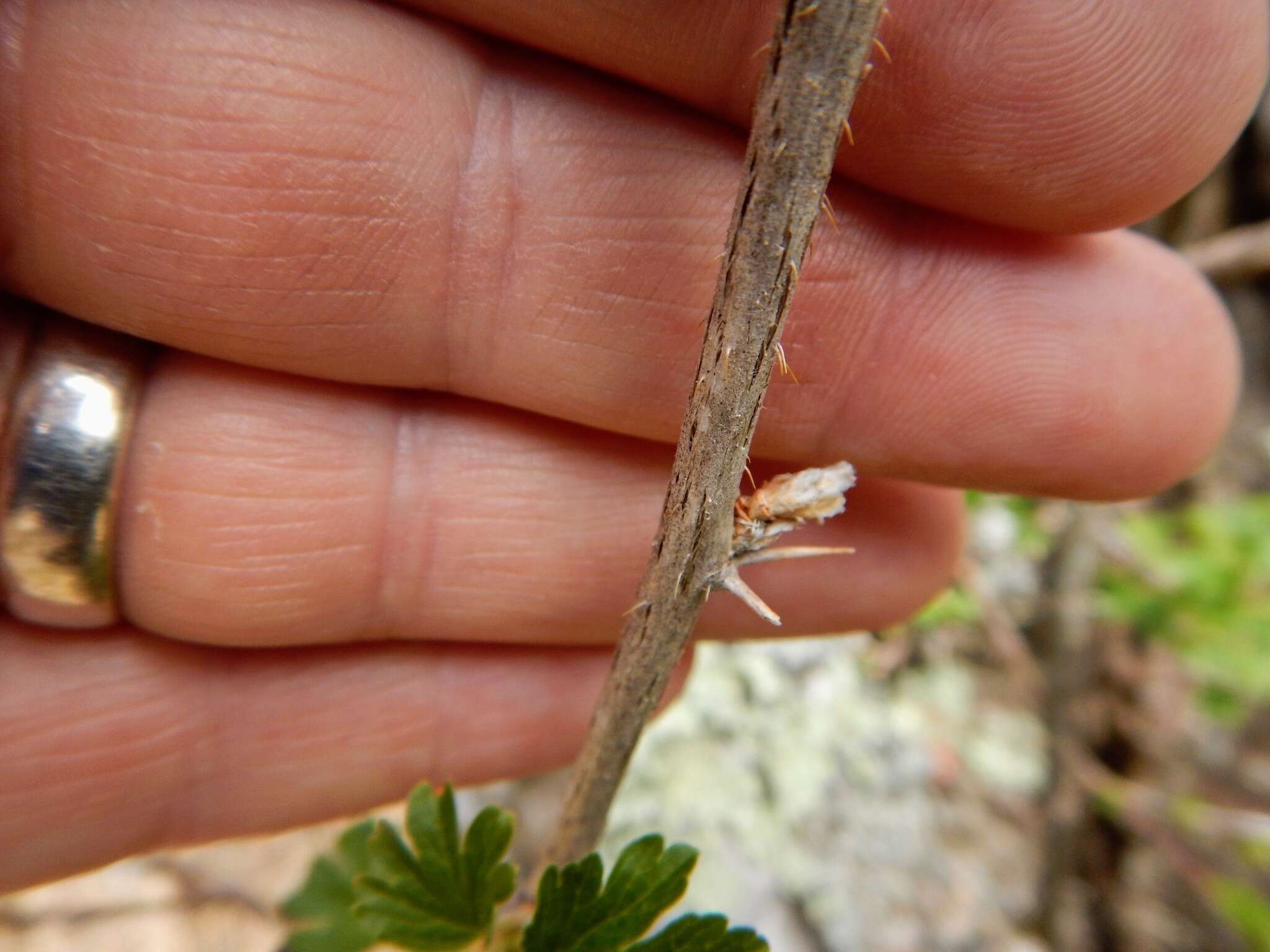 Plancia ëd Ribes cynosbati L.