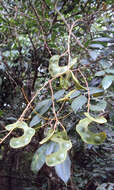 Image of Archidendron bigeminum (L.) I. C. Nielsen