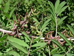 Imagem de Indigofera suffruticosa Mill.