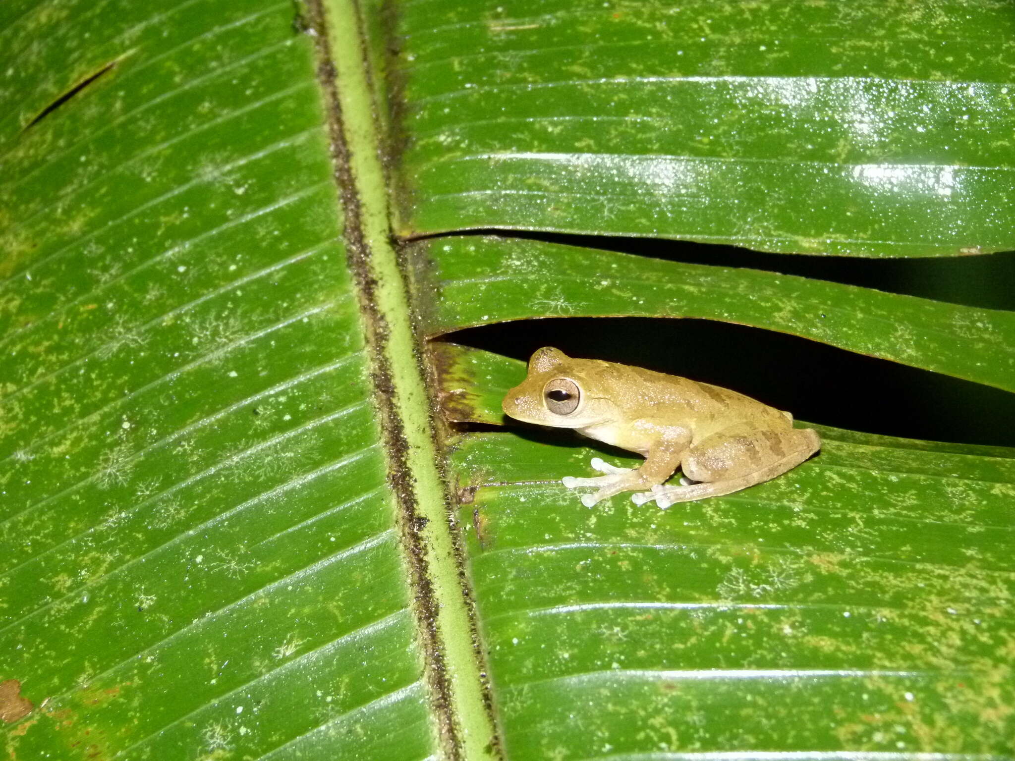 Image of Veragua Cross-banded Treefrog