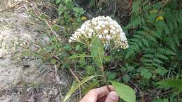 Image of Ageratina ligustrina (DC.) R. King & H. Rob.