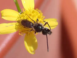 Image of Lasioglossum collopiense (Pérez 1903)