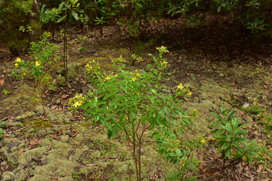 Image of Hypericum glandulosum Dryand. ex Ait.